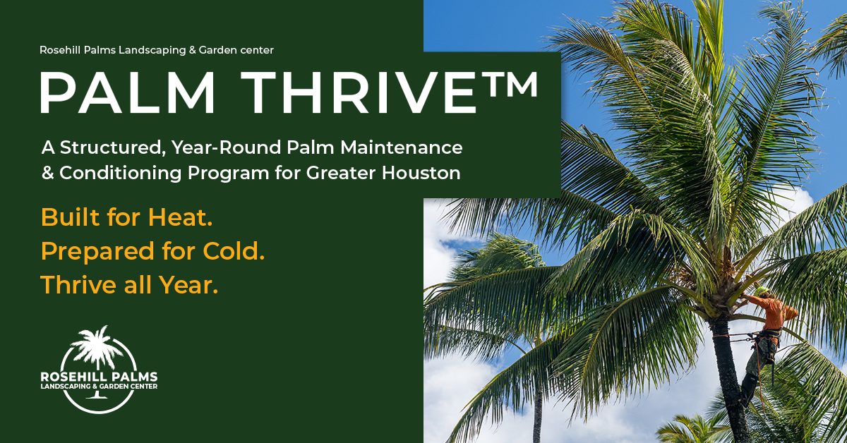 Rosehill Palms Launches Palm Thrive™, a Year-Round Palm Maintenance & Conditioning Program for Greater Houston