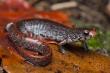 Out of Range and Out of the Blue: Rare Salamander Discovery in Georgia