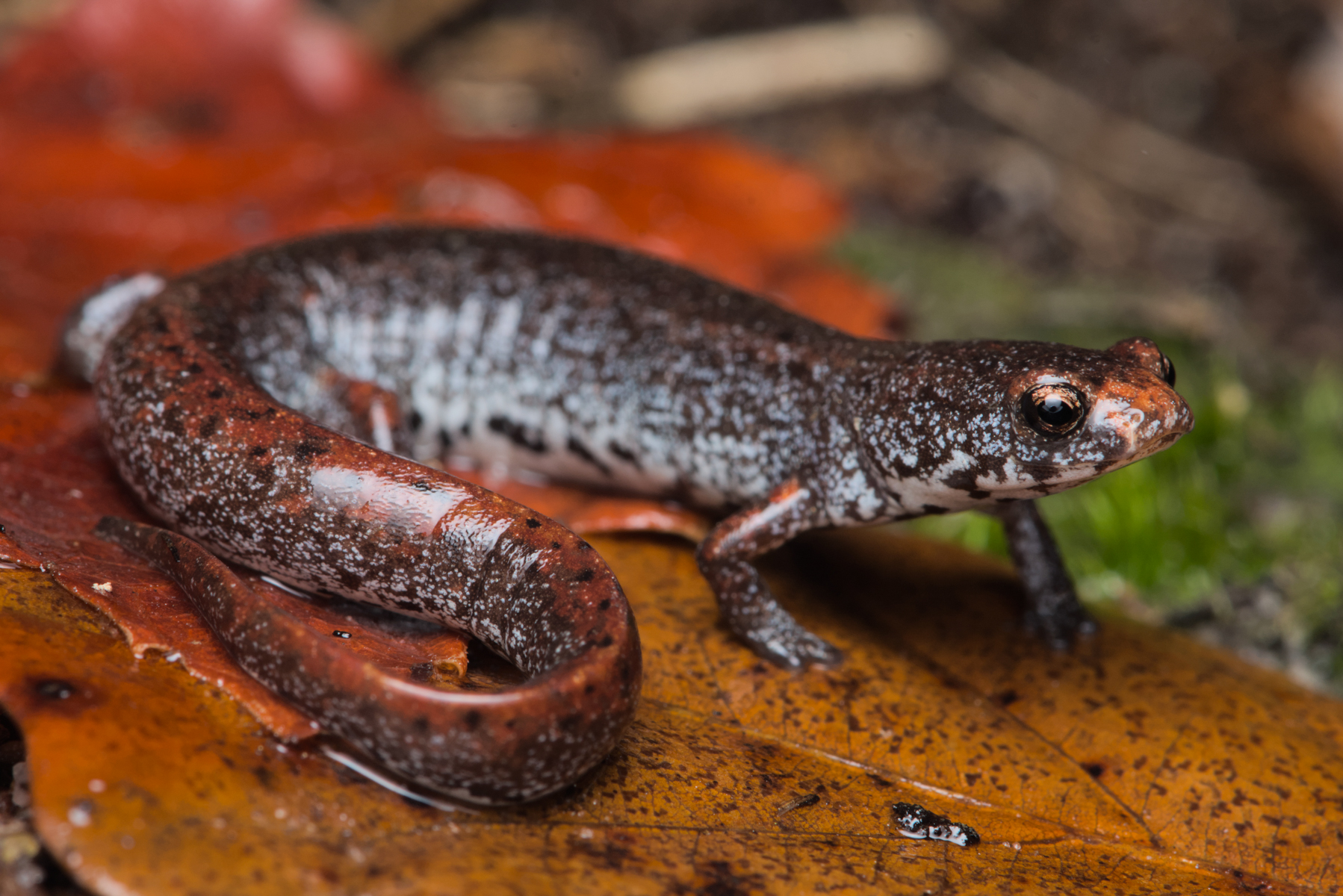 Out of Range and Out of the Blue: Rare Salamander Discovery in Georgia