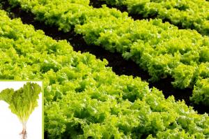 Commercial lettuce production with lettuce plant overlay for illustration. Used with permission.