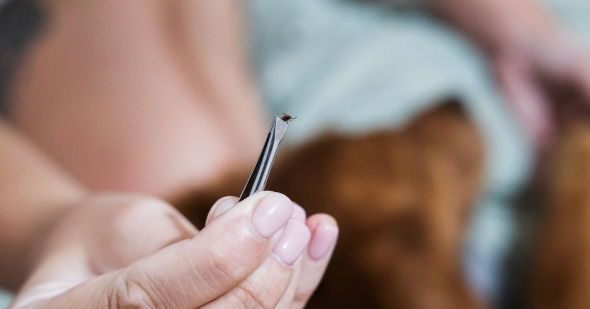 New England’s Modern Pest Services Raising Awareness, Offering Tips to Avoid Lone Star Ticks, Which Cause Meat Allergy