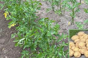 Potatoes and sweet potatoes are one of the most familiar foods on the table, but they are also one of the clearest examples of how much crop performance depends on what happens below the soil surface Customer-grown potatoes produced with NutriHarvest® organic fertilizer, shown with a harvest overlay. Photos used with permission.
