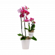 Westerlay Orchids Debuts New Mother’s Day Collection with 'Pirouette' and 'Mother & Child' Designs