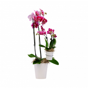 Mother and child orchid