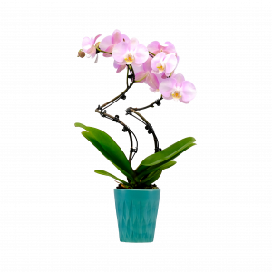 Pirouette orchid
