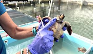 Shell Shocked & Set Free: Saving Sea Turtles in the Florida Keys 14 turtle