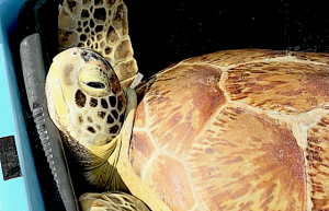 Shell Shocked & Set Free: Saving Sea Turtles in the Florida Keys 15 turtle 2