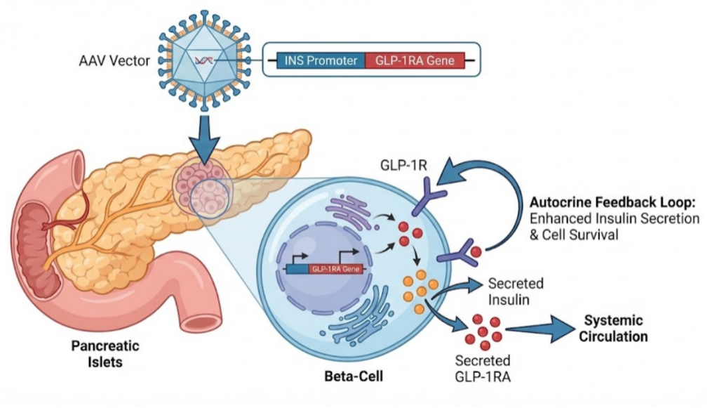 Cloud-Clone Advances Global Obesity Research with Innovative Solutions for Next-Generation Therapeutics