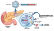 Cloud-Clone Advances Global Obesity Research with Innovative Solutions for Next-Generation Therapeutics