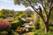 Tree Care and Urban Landscape Management Remain a Focus for Property Maintenance Across Adelaide