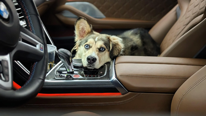 Off Leash K9 Training, Atlanta Highlights Puppy Training Support for First-Time Dog Owners Across Metro Atlanta