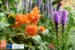 Deer-Resistant Summer Bulbs Bring Color, Pollinators, and Peace of Mind to the Garden