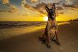 Ft. Myers Dog Training Business Highlights Training Options for Reactive and Aggressive Dogs