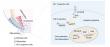 Exploring the Teamwork of Two Genes in Shaping Dental and Facial Features