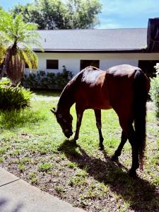 Equine Therapy in Florida