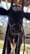 Charley the 4-H Steer Finds a Second Chance—and a New Purpose—at Bell Family Farm
