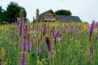 What Is a Wildflower? American Meadows Clarifies a Common Gardening Question During National Wildflower Week