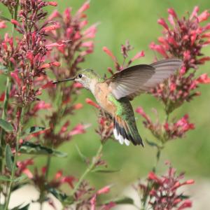 Hummingbird hovering and feeding from pink Agastache (hummingbird mint) flowers, a native plant group adapted to different regions and valued for pollinator support.