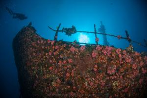 Shipwreck Dive