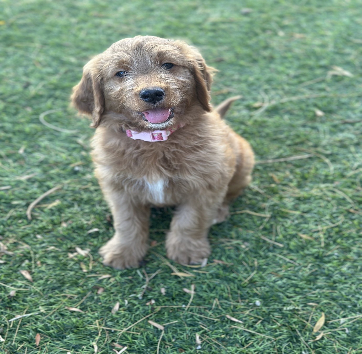 Introduction to Windsong Doodles and Home-Based Puppy Raising