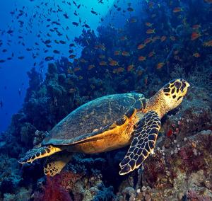 Life Underwater