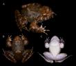 A new spiny frog species discovered in Guangdong, China