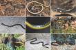 New species of snake discovered in Vietnam and China: Hebius vogeli