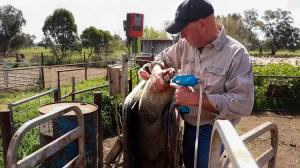 Wanjia - Efficiency in Cattle Management