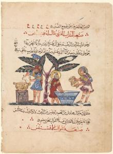 Materia Medica of Dioscorides