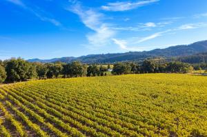 Benessere Vineyards | 1010 Big Tree Rd, St. Helena, CA 94574 - 2