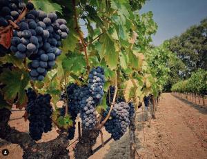Benessere Vineyards | 1010 Big Tree Rd, St. Helena, CA 94574 - 5