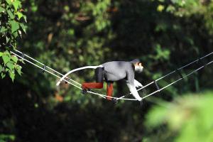 Intercontinental DaNang Sun Peninsula Resort - Monkeys