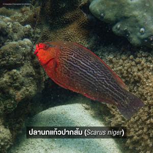 Parrotfish (Scaridae)