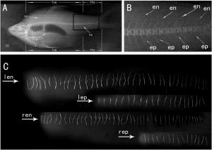 A recent study investigates the intermuscular bones (IBs) of a novel hybrid fish (BTB), derived from female Megalobrama amblycephala (BSB) and male Culter alburnus (TC), and its parents Fig 1. BSB intermuscular bone morphology.