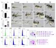 Induction of haploid zebrafish and analysis of resultant developmental defects and aberrant gene expression