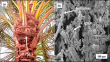 Scientists say date palm surface fibers can produce bio-oil and support bio-energy applications