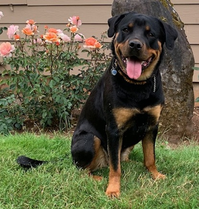 VetStem Cell Therapy Helps Young Rottweiler Avoid Elbow Replacement Surgery