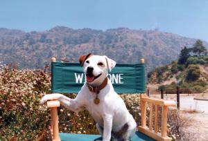 Wishbone Hero Chair