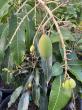  Everglades Farm Shares 3 Mistakes to Avoid with Heat-Tolerant  Fruit Trees This Summer