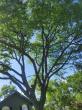 Charlie & FM Tree Service & Landscaping Offers Expert Tree Removal, Pruning & Lot Clearing in West Chicago, IL