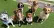 Petropolis Debuts Dog Daycare Membership Built Around Animal Behavior and Enrichment