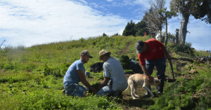 Três agricultores trabalhando no campo ao lado de seu cachorro, sob um céu ensolarado