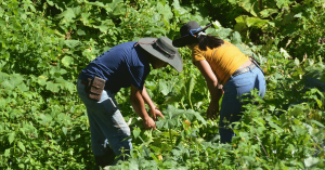 Dois agricultores trabalhando em um campo, em um dia ensolarado