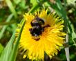 Insecticide in Insect Repellents Impairs Bumblebees’ Ability to Navigate