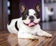 Spring/Summer Trends Favor Kid and Pet Friendly Floors According to North America’s Largest Flooring Brand