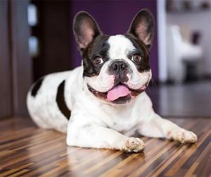 frenchie