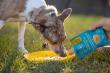 Mission-driven pet brand helps plant pollinator habitat across Canada