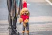 Pet Safety Alert: Hidden Dangers of Foxtails and Burrs Explained