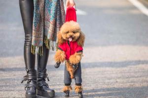 best dog shoes for outdoor safety