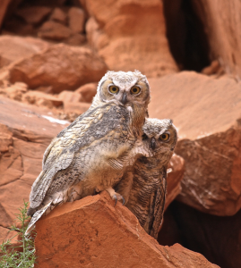 Pair of owls perched on red sandstone rocks in a canyon landscape.